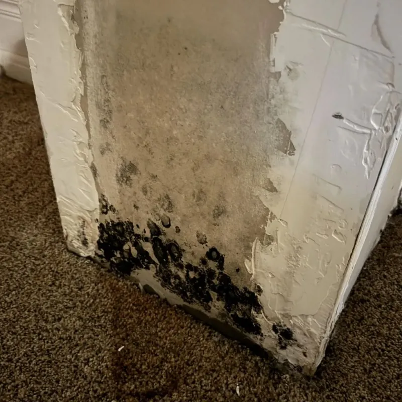 Professional Mold Removal in Middleton, WI
